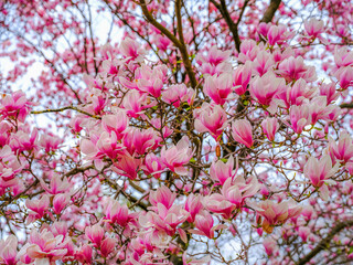 magnolia tree blooming. pink flowers © babaroga