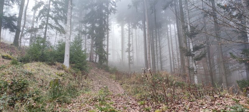 Forest in fog