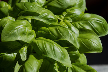 alcune belle foglie di basilico verdi per la pizza, il basilico ed il suo colore verde intenso