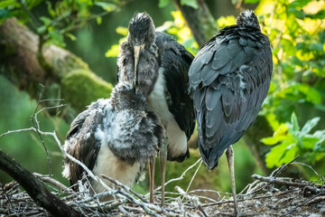 Three young black storks are waiting for their parents in a large nest.