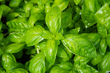 Coltivazione di basilico ligure, in Italia