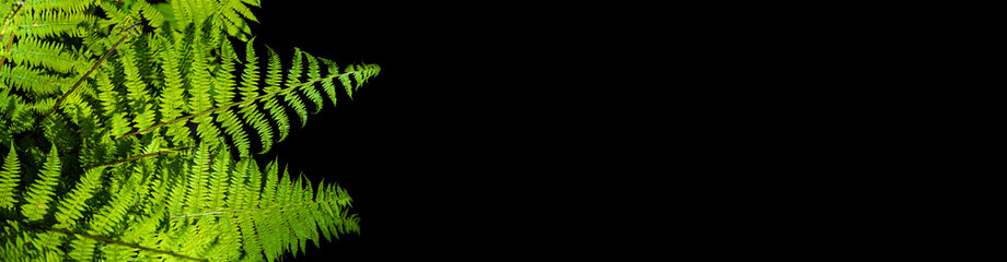 Banner with magical green fern leaf in the wild forest, isolated at black background with copy space, closeup, details