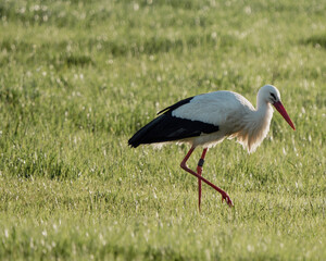 Storch Osnabrück im Flug Natur Tier Fotografie