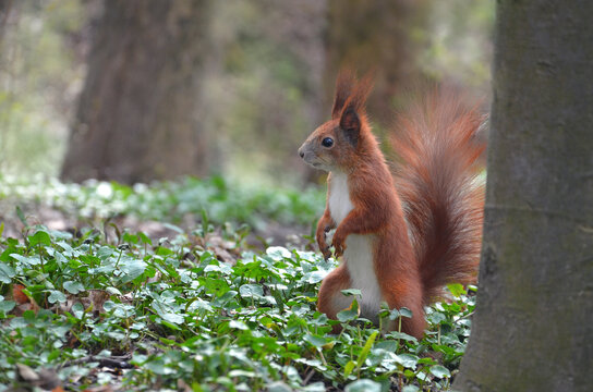 Wild redhead squirrel with white tummy stands on its hind legs near the tree  among of fresh spring green plants. Closeup photo outdoors.