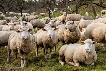 Obraz premium Herd of sheep grazing on a rural field in Germany