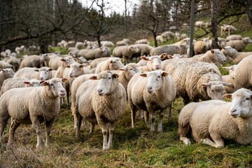 Obraz na płótnie Canvas Herd of sheep grazing on a rural field in Germany