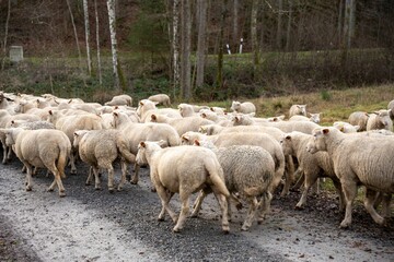 Naklejka premium Herd of sheep grazing on a rural field in Germany