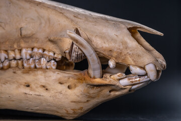 Boar skull on black background