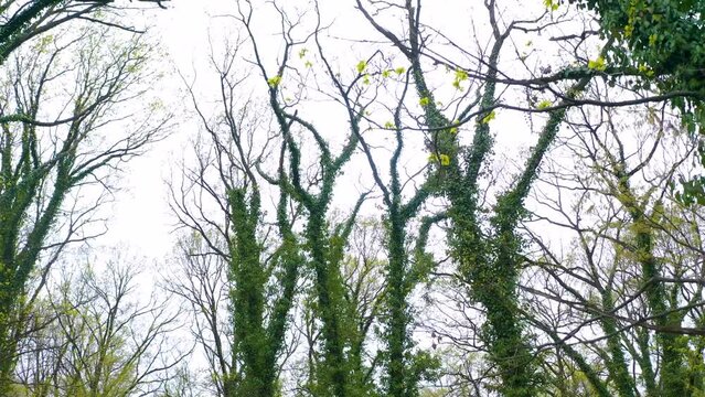 Tree branches in the rainforest. Ivy vines surrounding the tree up to the top. Laine in the trees. the beauty and wildness of the forest seen through the lens of a drone sneaking through tree branches
