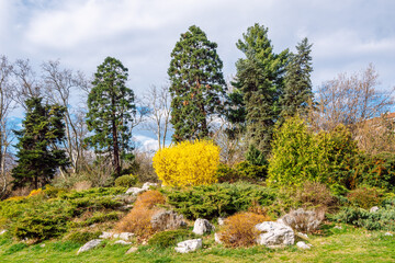 City garden at spring in Sofia, Bulgaria. The golden shrub of Forsythia grows great in the city park.
