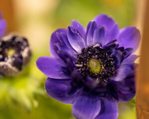  A blooming cobalt blue anemone with a green background