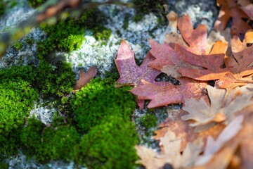 Closeup of a mossy stone in an autumn forest