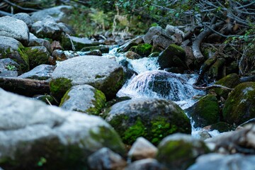 Closeup of mossy stones in a river