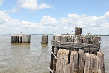 Seagulls perched on the pile clusters in water against a cloudy sky in Chesapeake Bay