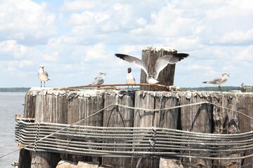 Flock of seagulls perched on a wooden pier with a cloudy sky in the background, Chesapeake Bay, US