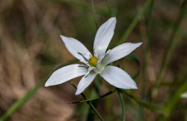 Spring white flower, Star of Bethlehem flower
