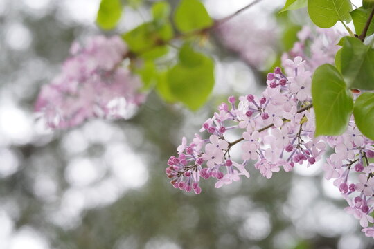 라일락, 수수꽃다리, Lilac, Syringa vulgaris, 라일락꽃