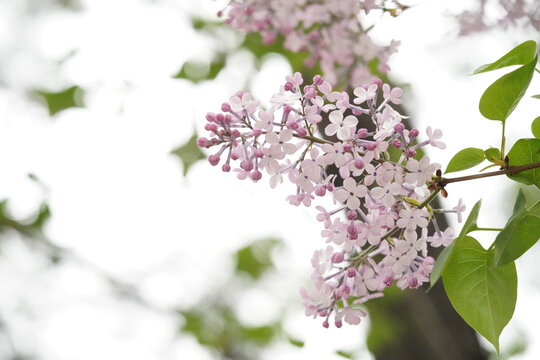 라일락, 수수꽃다리, Lilac, Syringa vulgaris, 라일락꽃