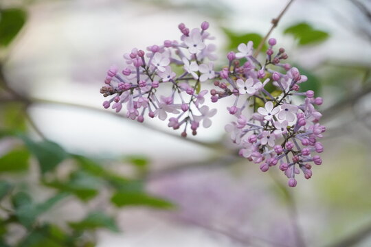 라일락, 수수꽃다리, Lilac, Syringa vulgaris, 라일락꽃