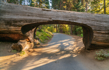 Car tunnel at Sequoia National Park