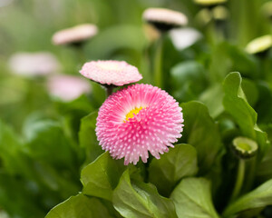  Blooming pink daisy with budding daisies in the background