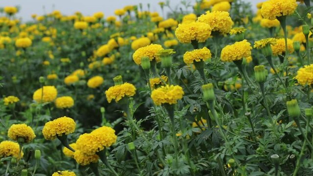 A blooming  marigold flower swaying in the wind 