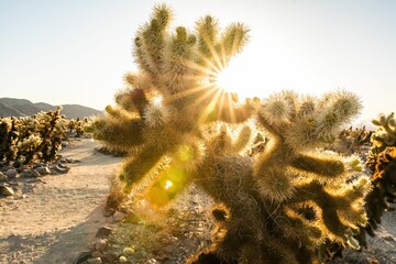 Sunrise at Cholla Cactus Garden in Joshua Tree National Park