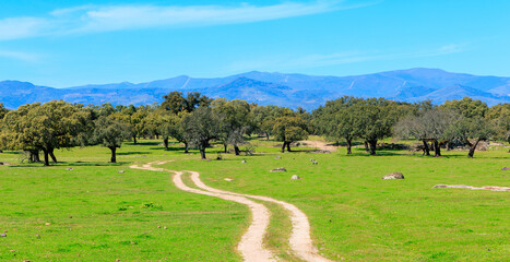 Beautiful landscape with way,  tree and mountain in the background (estramadura in Spain) - obrazy, fototapety, plakaty