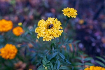 Bumblebee collecting pollen from a Marigold yellow flower in a garden
