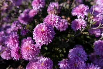 Closeup of purple chrysanthemum flowers on a sunny day in a garden, Pittsburgh, Pennsylvania, USA