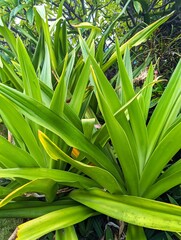 Vertical Closeup of green pandanus stems and leaves growing in an empty field in Oahu, Hawaii