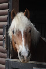 Obraz premium close up of a horse