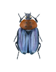Necrophila formosa beetle illustration isolated. Silphidae. Hand-drawn watercolor blue purple bug. Coleoptera species collection. Insect 