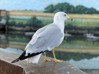 Closeup of a seagull perched on a stone railing