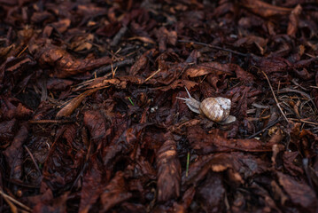 A light brown snail on the dry leaves background after the rain