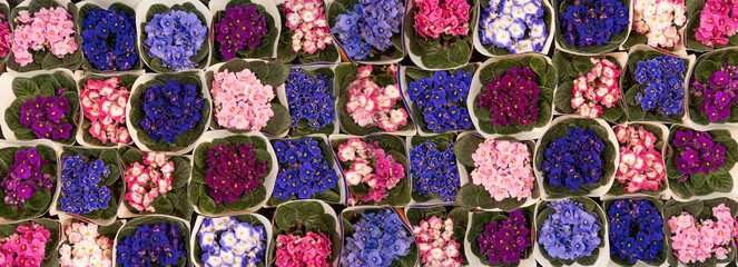 Fototapeta premium Many African Violets Top View, Blurred White Flowers Bouquet, Macro Photo of Violet Petals Blooming
