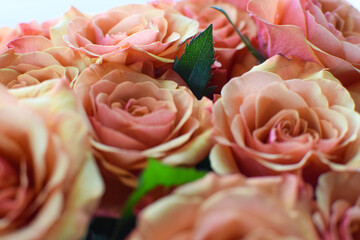 Background of pink roses partially blurred focus