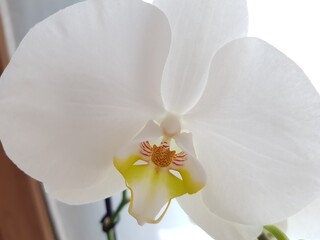Orchid with white petals on a window
