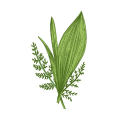 Spring bouquet with lily of the valley leaves and fern. Botanical illustration,  isolated on transparent background. Vintage. Greenery.