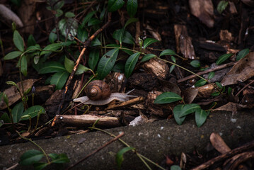 A brown snail on the ground on the background of dark green leaves and dry wood after the rain