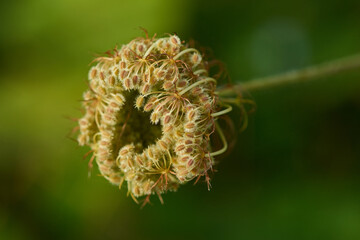 Wilde Möhre (Daucus carota subsp. carota)	