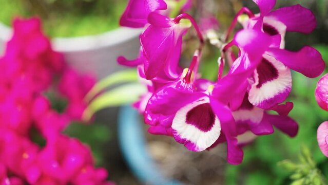 春に開花したデンドロビュームの花