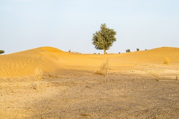 Obraz premium Landscape of a tree on the desert sandy dunes with blue sky