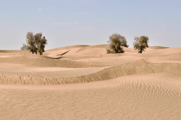 Fototapeta na wymiar Daytime view of sand dunes in a desert