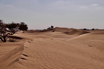 Fototapeta na wymiar Sand with trees in the dry desert on a sunny day against a blue sky