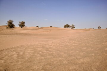 Sand with trees in the dry desert on a sunny day against a blue sky