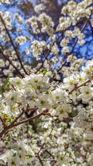 floraison d'arbres à feuilles blanches au printemps	