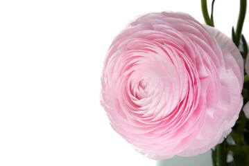 Pink Ranunculus flowers with white background