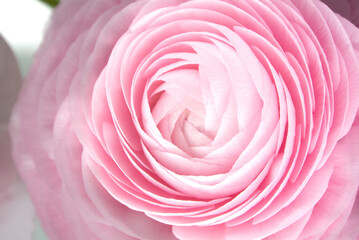Pink Ranunculus flowers with white background