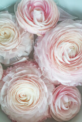 Pink Ranunculus flowers with white background
